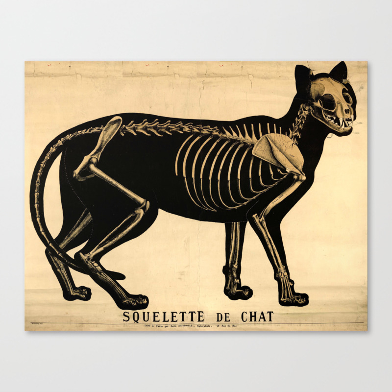 Squelette De Chat Canvas Print By Chateau Partay | Society6