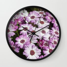 Cineraria Pink Wall Clock | Blooms, White, Spring, Photo, Flower, Pottedflower, Landscape, Pink, Cineraria, Bloom 