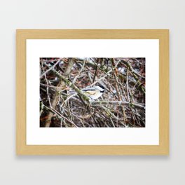 Chickadee in the Snow Framed Art Print
