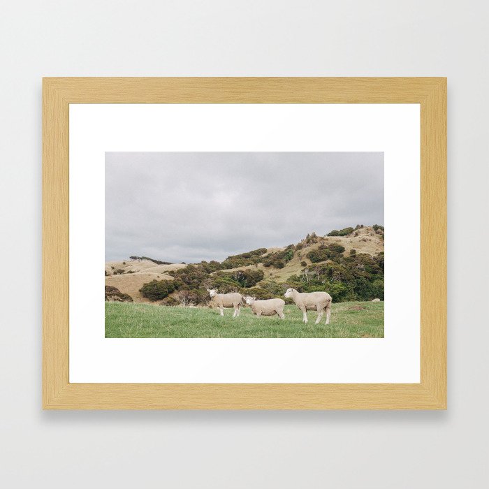 Sheep Framed Art Print