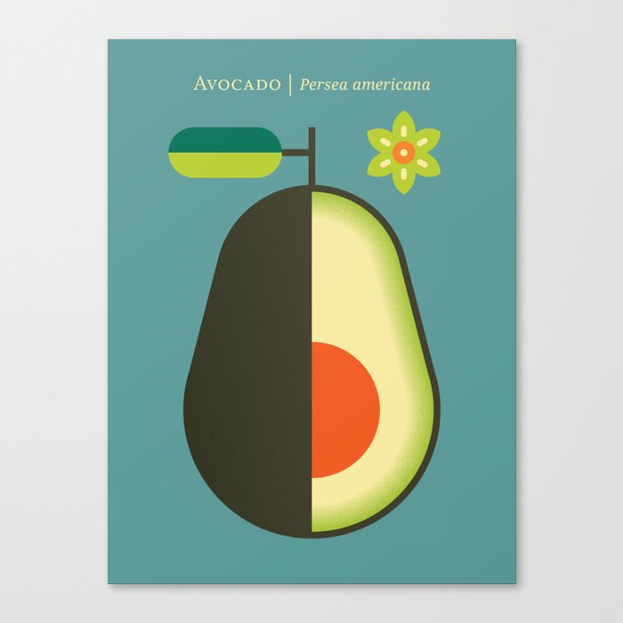 Fruit: Avocado Canvas Print