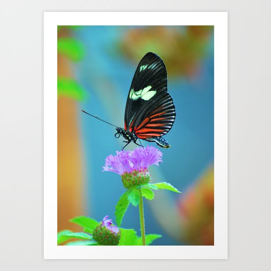 Butterfly Art Print