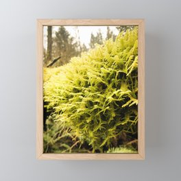 Moss || Framed Mini Art Print