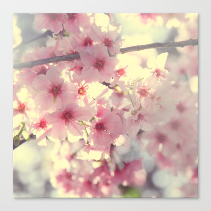 cherry blossom Canvas Print