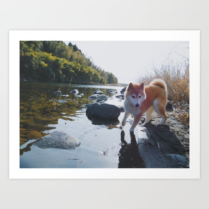 Shiba Inu At The River Art Print