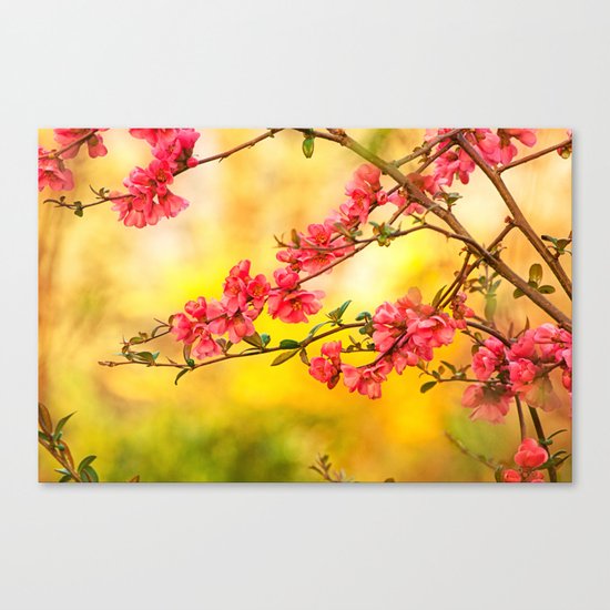Spring is beautiful Canvas Print