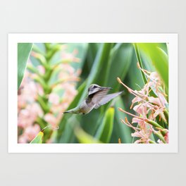 Female Ruby-Throated Hummingbird Art Print | Summer, Hummingbird, Bill, Blooms, Little, Green, Gardens, Peach, Nature, Ruby Throated 