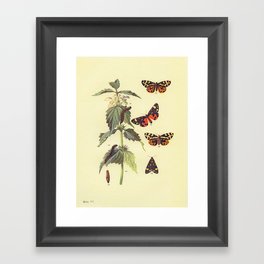 Vintage Scientific Wood and Scarlet Tiger Moths Illustration Print Framed Art Print