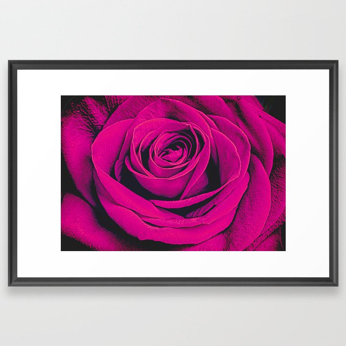 Hot Pink Rose Framed Art Print