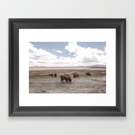 Field of Bison in Hartsel, Colorado II Framed Art Print