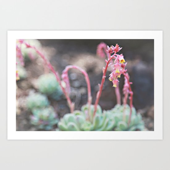 Succulant Beauty Art Print