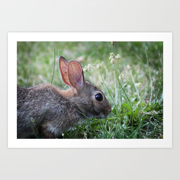 Eastern Cottontail Rabbit Art Print