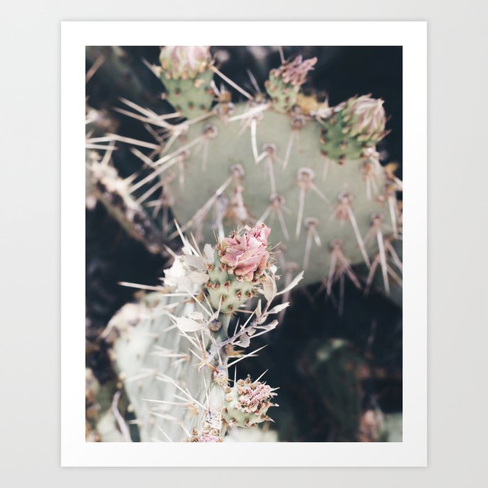 Cactus Rose Art Print
