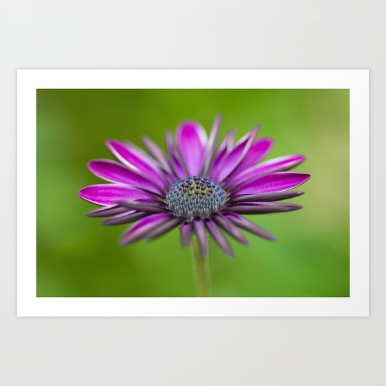 Dreamy African Daisy Art Print
