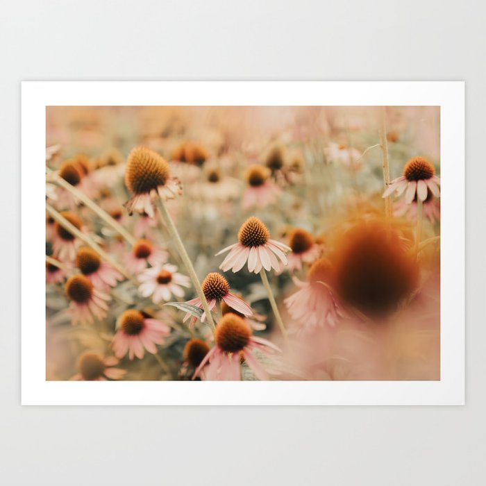 Echinacea Flowers (three) - Nature  Pink Flower Photography by Ingrid Beddoes Art Print