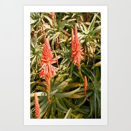 California Nature | Aloe Flowers Art Print