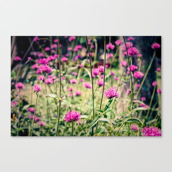 Pink Thistle Flowers in Field Canvas Print