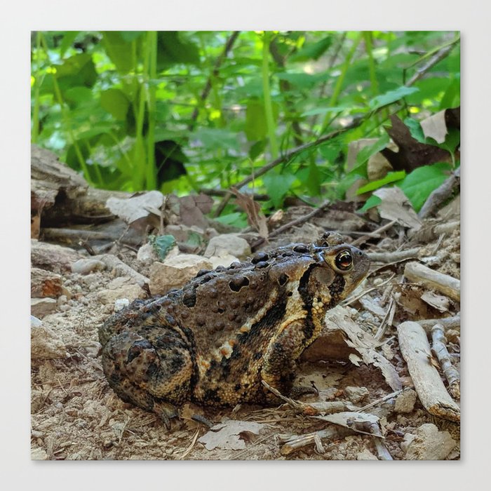 Big Toad On A Path In The Forest Canvas Print