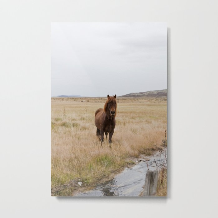Icelandic Horse Metal Print