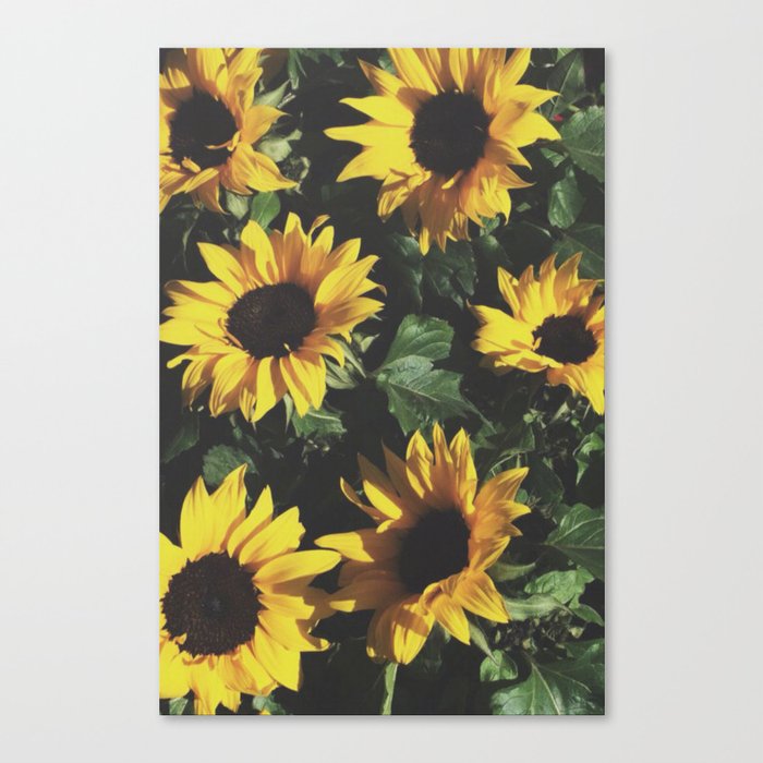 Vintage Sunflowers Canvas Print