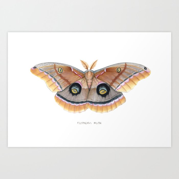 Polyphemus Moth Art Print