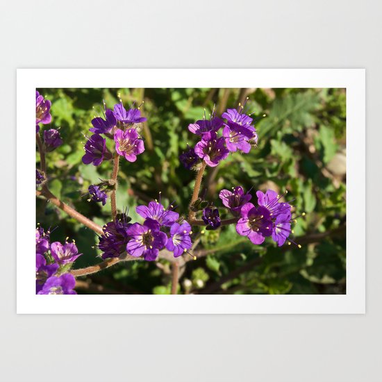 Notch-Leaved Phacelia - Desert Wildflower Art Print