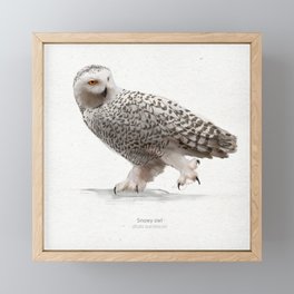 Snowy owl scientific illustration art print Framed Mini Art Print