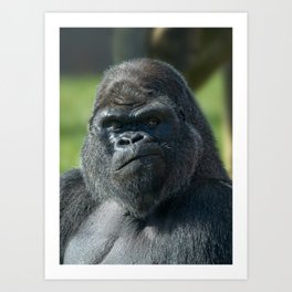 Silverback Portrait Art Print | Primate, Handsome, Oumbi, Ape, Endangeredspecies, Gorillaoumbi, Rare, Powerful, Photo, Gorilla 