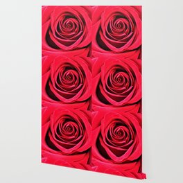 Red Rose Flower Detail Macro Wallpaper