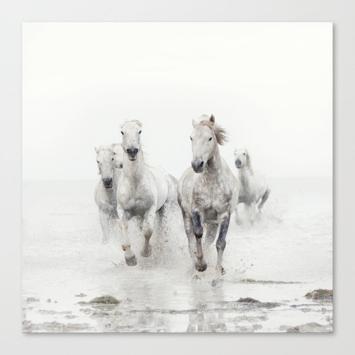 Camargue White Horses Running in Water - Nature Photography Canvas Print