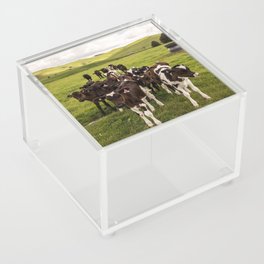 New Zealand Photography - Flock Of Cows On The Grassy Field Acrylic Box