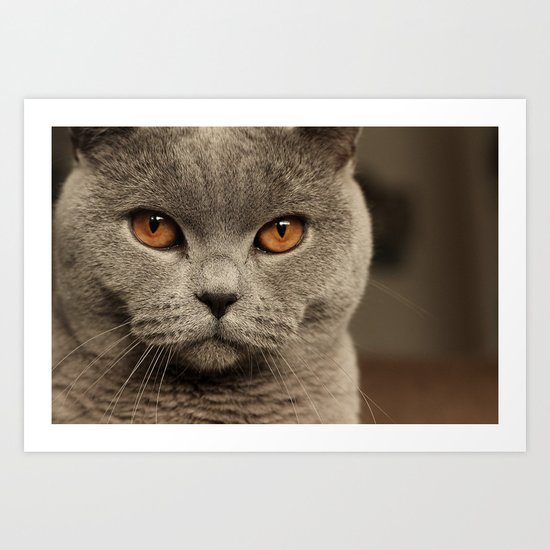 Diesel, the cat - (close up) Art Print