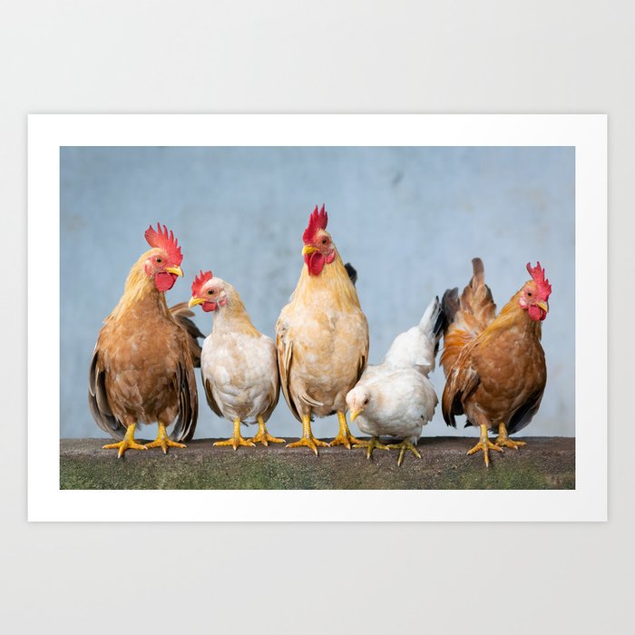 Chicken - Rooster - Hen - Chicks - Easter - Cute - Animals. Little sweet moments. Art Print