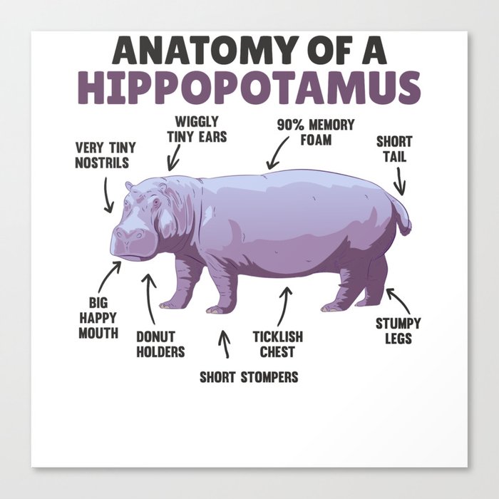 Cute Hippo Explanation Anatomy Of A Hippopotamus Canvas Print