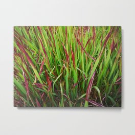 Grass in red Metal Print | Summergrass, Grass, Bloodgrass, Green, Photo, Digital, Japanesebloodgrass, Redgrass, Color 