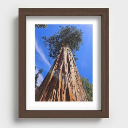 Sequoia Looking Up Recessed Framed Print