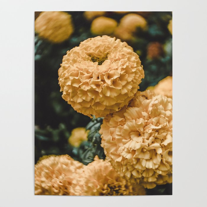 Lay Here Forever. Yellow Flower Photograph Poster