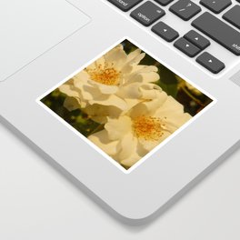 White Roses Sticker