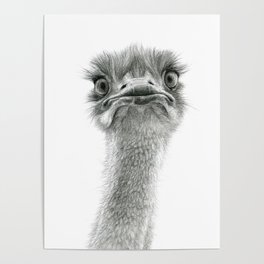 Cute Ostrich SK053 Poster