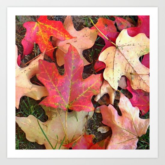 Maple Leaves in Fall Art Print