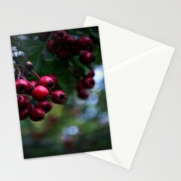 Pyracantha Stationery Cards