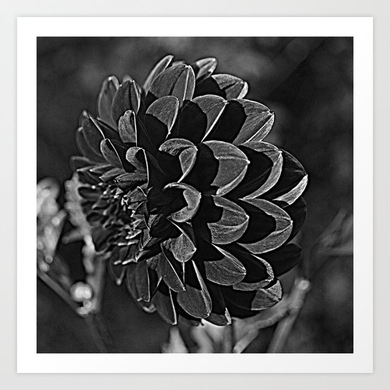 Black Dahlia Art Print