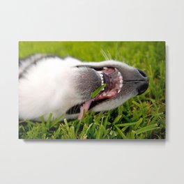 Laugh it off! Metal Print | Nature, Animal, Funny, Photo 