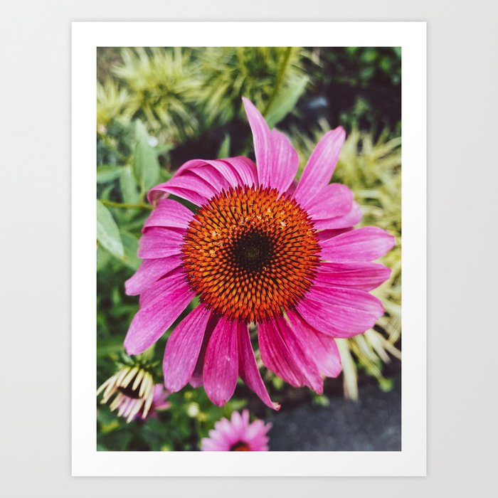 Pink Coneflower Echinacea, Flower Photography Art Print