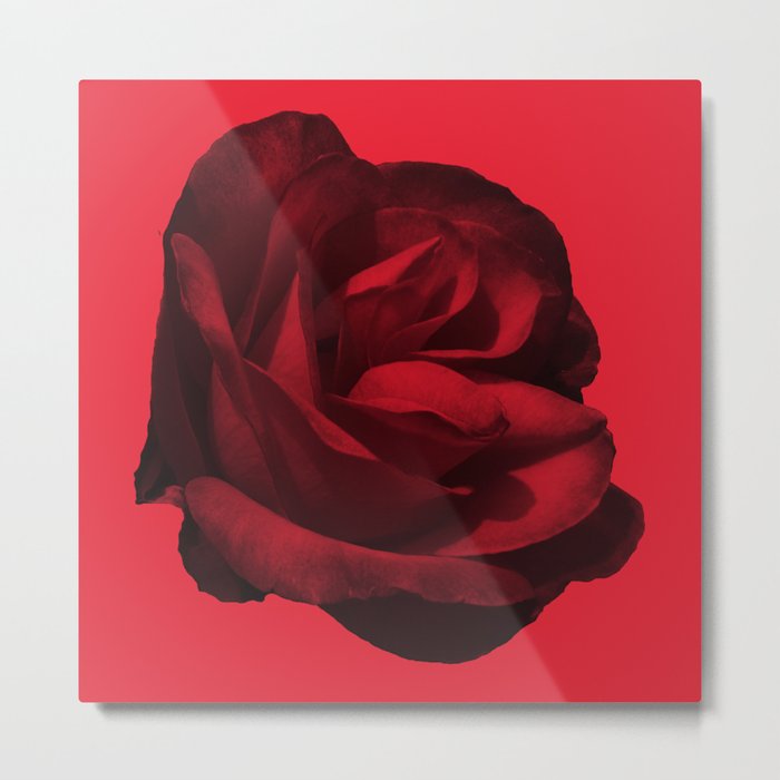 rose rouge 5 Metal Print