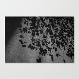 ivy Canvas Print