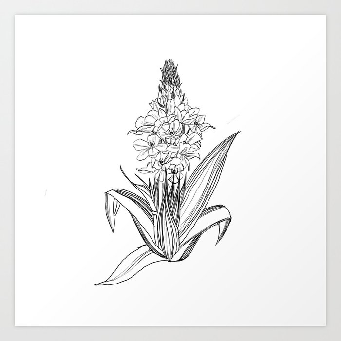 ornithogalum plant Art Print