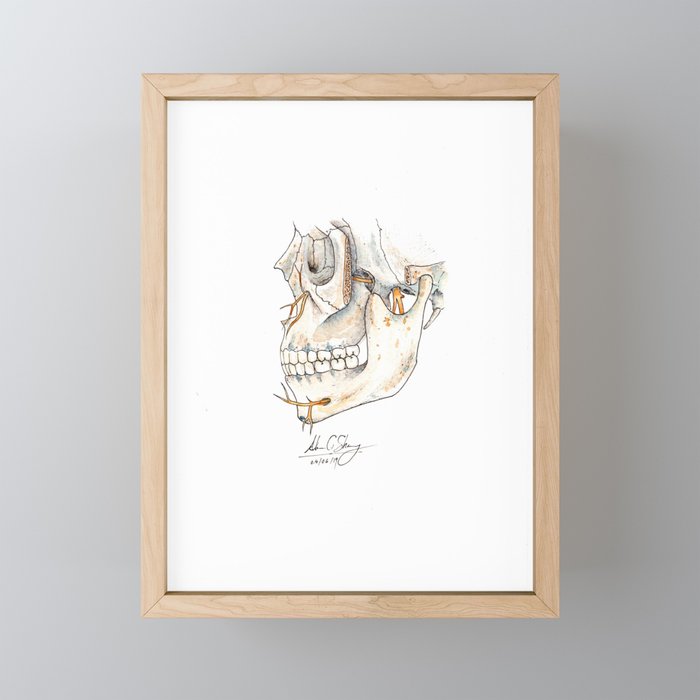 Skull with Trigeminal nerve Framed Mini Art Print