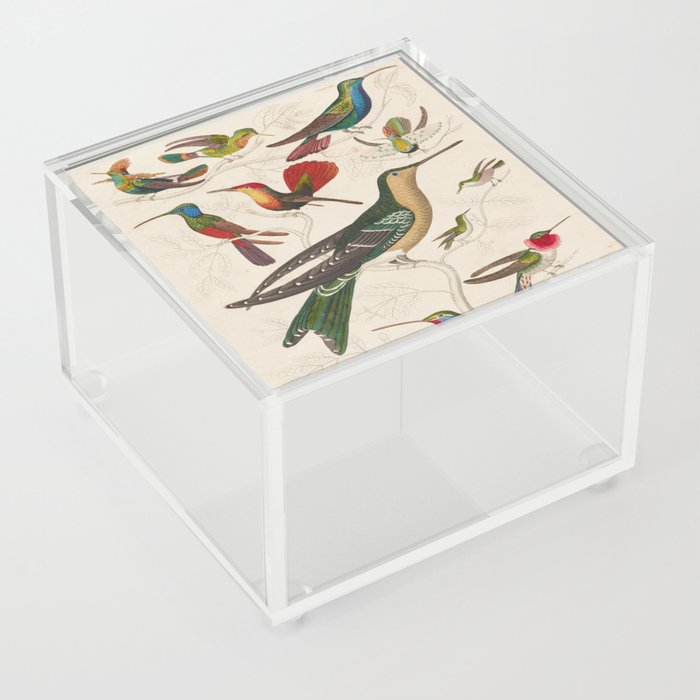 Hummingbird Vintage Bird Illustration Acrylic Box