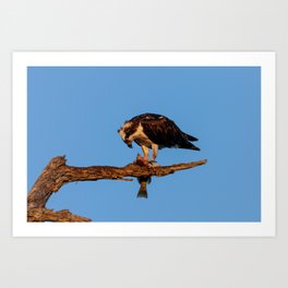 Osprey Eating A Fish | Wildlife Photography Art Print